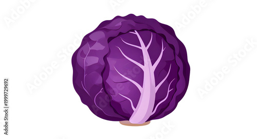 purple cabbage vegetable, fresh leafy cabbage, organic farm produce, healthy green vegetable, brassica vegetable design, natural food ingredient, vegan kitchen produce, nutritious leafy crop, fresh ma