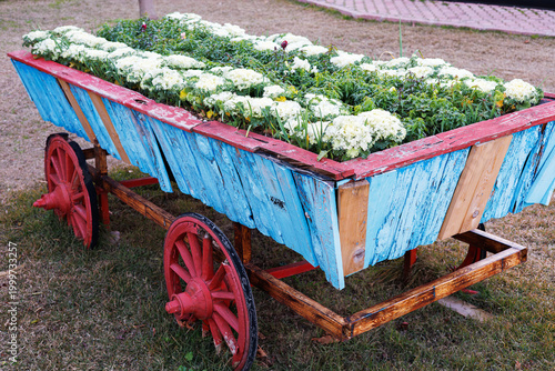 Rustic wooden cart filled with white flowering kale