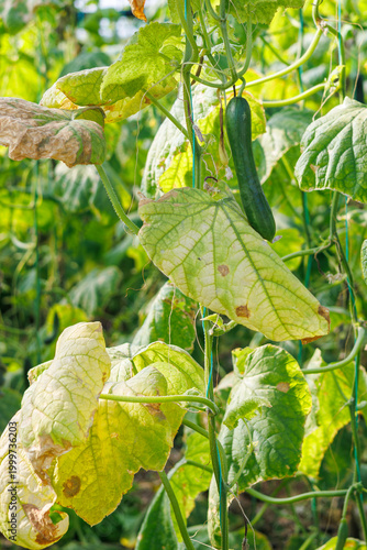 Fresh cucumber hanging on vine in greenhouse