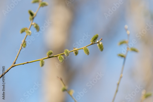 Φωτογραφία Nature transition image