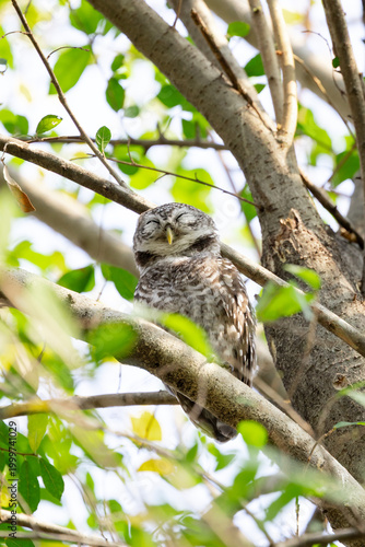 Spotted owlet sleeping with eyes closed on tree branch in green foliage