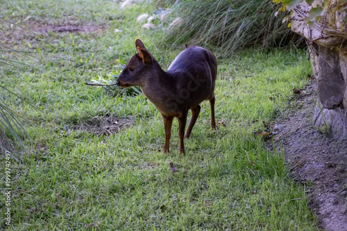 Obraz Pudú, a small deer, in an ecological park in Buenos Aires