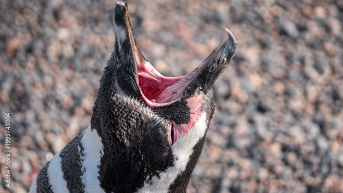 Canvas Print Magellanic penguin yawning at Punta Tombo, Chubut, Argentina