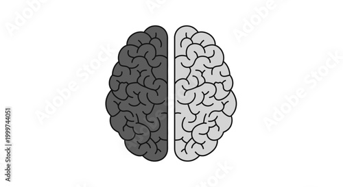 Split Brain Hemispheres - Left and Right Side Concept
