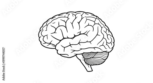 Human Brain Anatomy Outline Drawing
