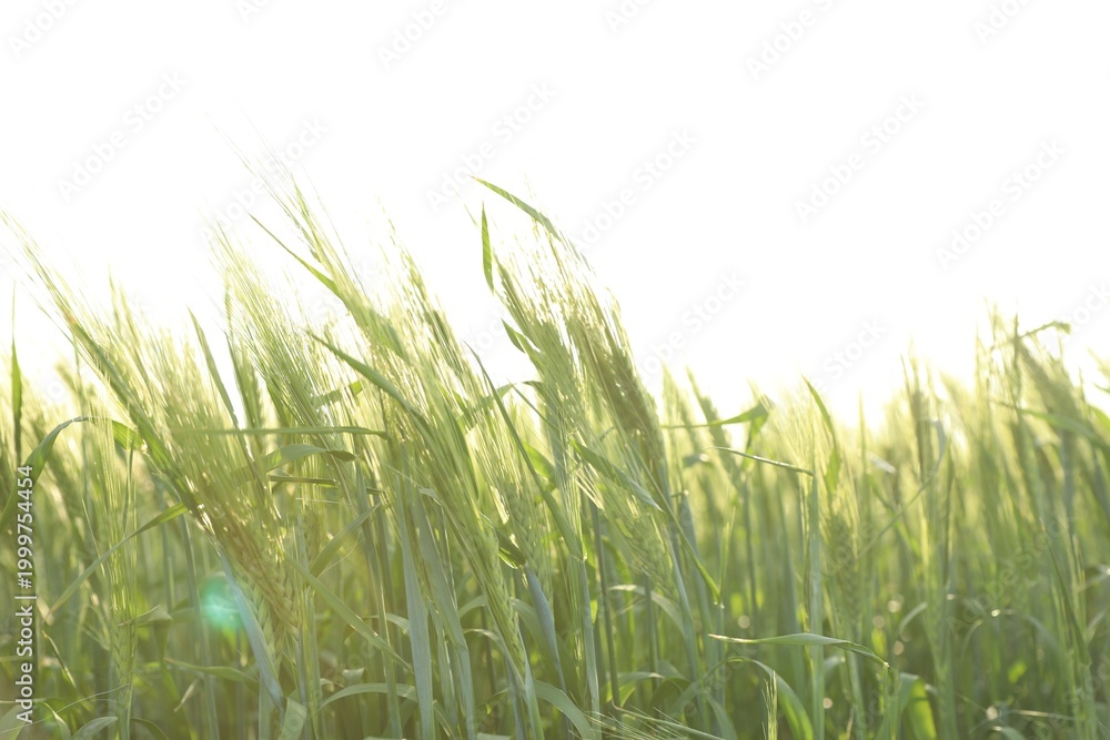 Fototapeta premium Many wheat spikes growing in field outdoors on sunny day, closeup