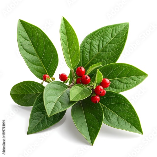 Ashwagandha (Withania somnifera), natural sedative, medicinal 