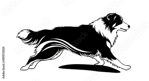 Black and white artistic illustration of a running Australian Shepherd dog Isolated on transparent background.