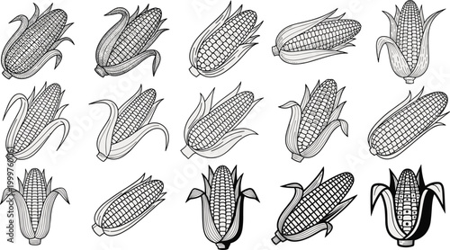 Set of Detailed Corn on the Cob Illustrations with Husk in Black and White for Food, Agriculture, and Harvest Themes