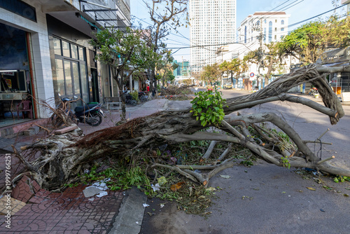 Obraz na plátně A large tree has fallen across a street in Quy Nhon, Binh Dinh, Vietnam