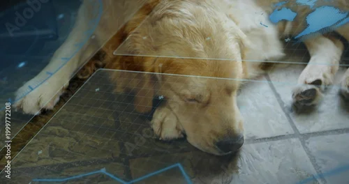 Obraz Lying golden-furred dog resting head on front paw on tiled floor, with blue grid overlays