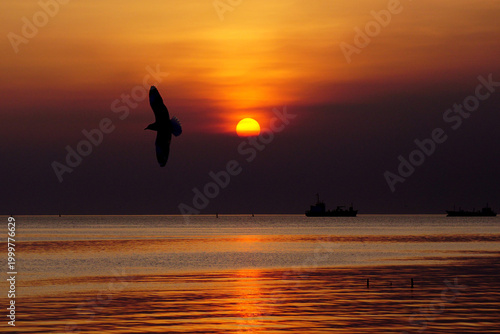 Plakat seagull