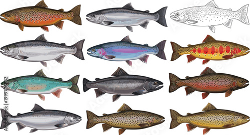Trout Fish Vector Set Featuring Different Fish Species, Colors, and Patterns for Aquatic, Wildlife, and Fishing Illustrations