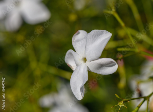 Delicate white jasmine blossoms bloom in a lush garden during springtime sunlight.