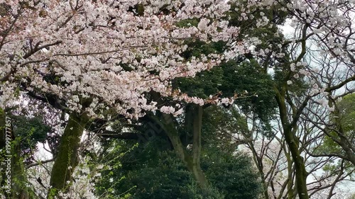 暴風で飛ばされる桜の吹雪