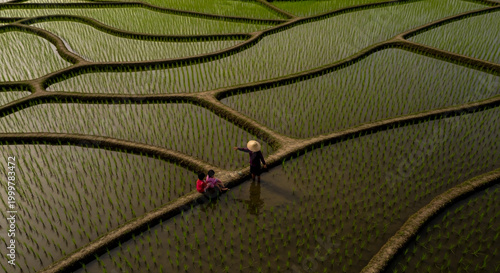 Crisp nadir aerial photograph capturing the intricate beauty of shimmering, flooded rice paddies in rural Southeast Asia, viewed directly from above