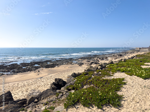 Sunny Coastline of Praia da Granja with Yellow Wildflowers in Sao Felix da Marinha Porto Portugal