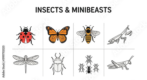 Insects and minibeasts illustration collection.