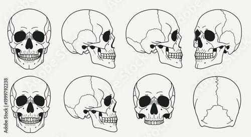 Collection of human skull illustrations.