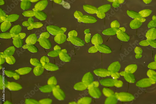 Vibrant green duckweed floating on a still pond surface, creating a beautiful natural aquatic ecosystem in Vietnam.