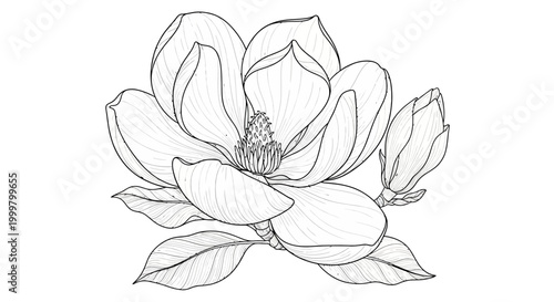 Elegant magnolia flower illustration in detailed line art for botanical designs