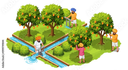 Isometric illustration showing the Indian mango season with farmers harvesting ripe mangoes in a lush mango orchard using traditional irrigation techniques, set against a sunny sky