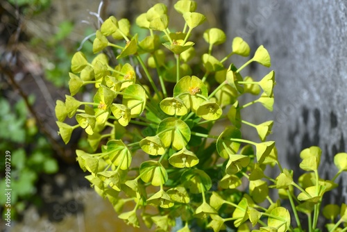 Schilderij op canvas Euphorbia characias 'Wulfenii' flowers