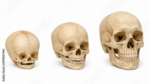 Human Skull Development from Infant to Adult Comparison