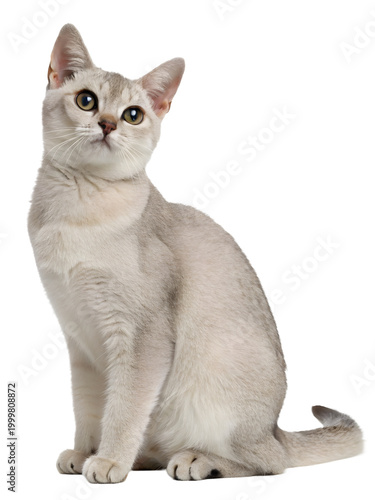 a burmilla cat sitting on a transparent background