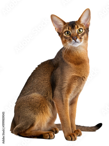 abyssinian cat sitting on a transparent background