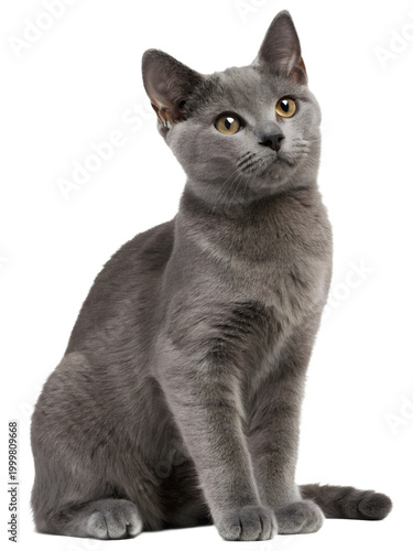 american shorthair cat sitting on transparent background