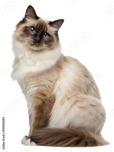 a balinese cat sitting on transparent background