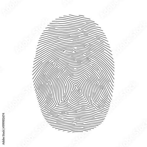 Fingerprint graphic, identity, security, biometric data, unique pattern, white background