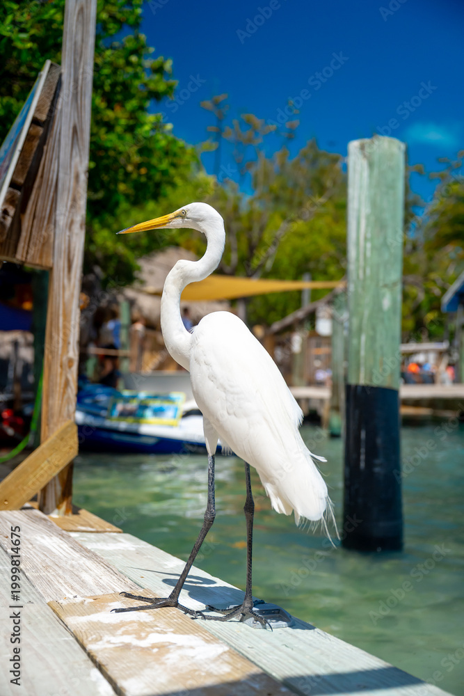 Fototapeta premium Great egret standing on wooden dock in tropical resort. White heron on edge of wooden pier, turquoise water and marina background, bright sunny day in Key West Florida.