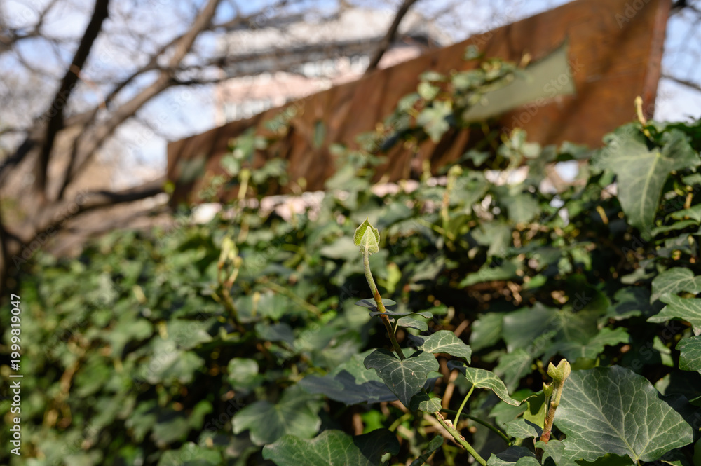 Fototapeta premium Close Up of Common Ivy Hedera Helix Leaves and Vines