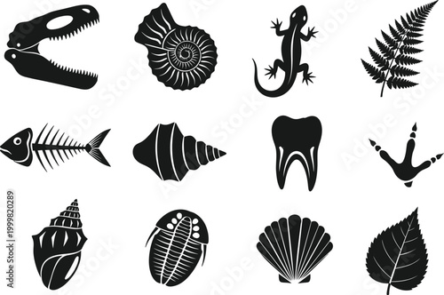 Paleontology biology fossil and biological vector illustrations ancient life forms and botanical specimens