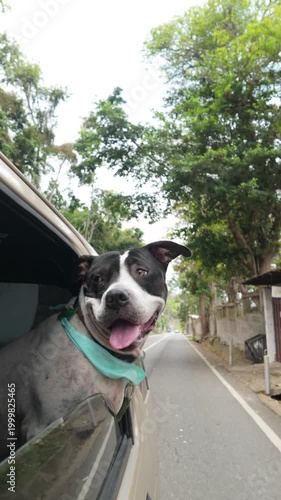 Pitbull dog riding in car looking out from car window. Happy pet enjoy travel adventure - Vertical video