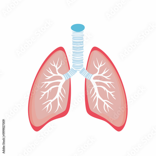 Illustration of Human Lungs and Trachea