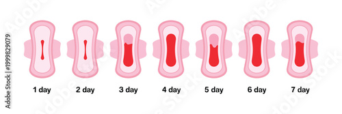 Menstrual sanitary pad vector set showing period blood flow levels by cycle day for feminine health, hygiene, and medical education design