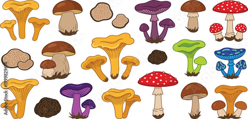 Colorful hand drawn mushroom collection featuring chanterelles porcini and amanita fungus icons for autumn nature forest foraging and organic food vector.