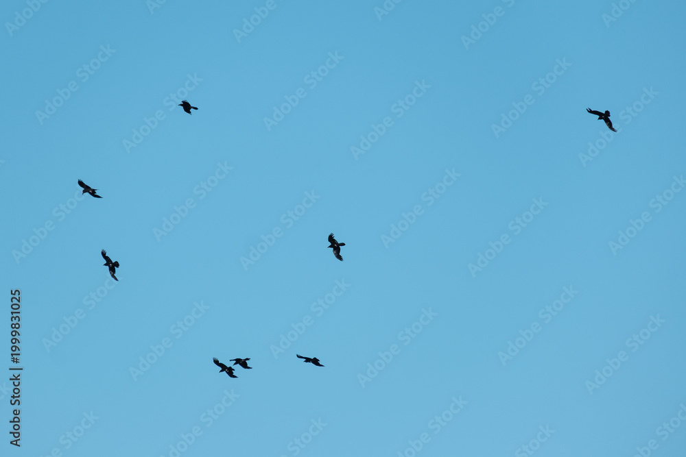 Fototapeta premium Flock of Birds Flying in Clear Blue Sky – Minimal Nature Background with Copy Space