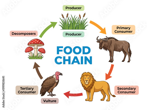 Educational Food Chain Infographic Vector: Ecosystem Energy Flow Cycle with Producer, Consumer, and Decomposer Elements