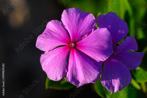 Vibrant blooming flowers in a lush garden during sunny daytime moments.