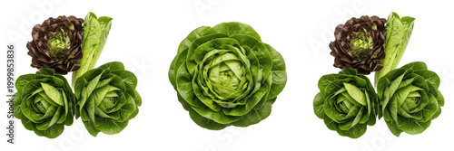 Photos Fresh Green Lettuce Head Leafy Vegetable Isolated Organic Salad Nutrition Vegan