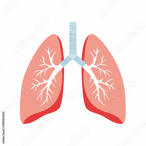 Illustration of Human Lungs and Trachea