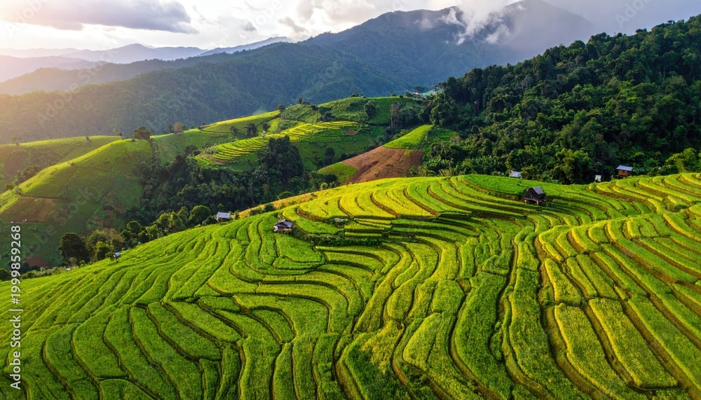 Obraz premium Lush, tiered rice paddies ascend a mountain, bathed in sunlight