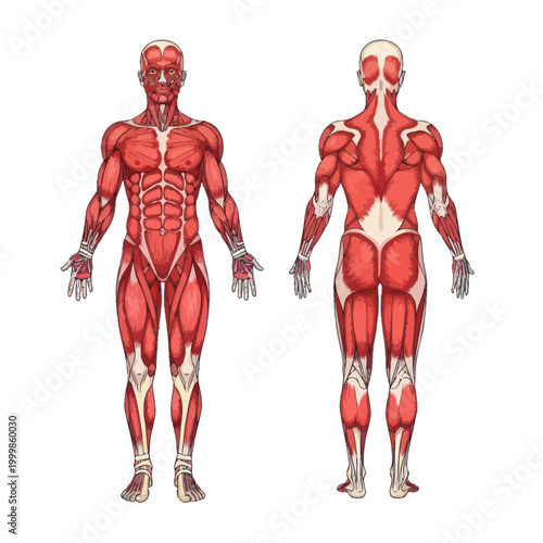 Human Anatomy Muscular System Front and Back View