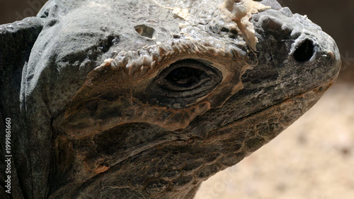Foto Extreme Macro View of a Reptile Eye and Textured Scaly Skin