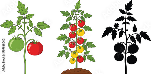 Tomato plant illustration set with growing stages, colorful ripe and unripe fruits, and silhouette version, botanical agriculture vector isolated on white background