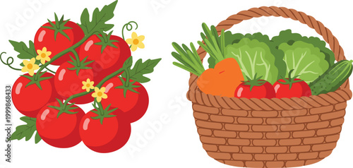 Fresh vegetable harvest with ripe tomatoes and basket of organic produce, colorful farm food illustration set featuring healthy natural ingredients isolated